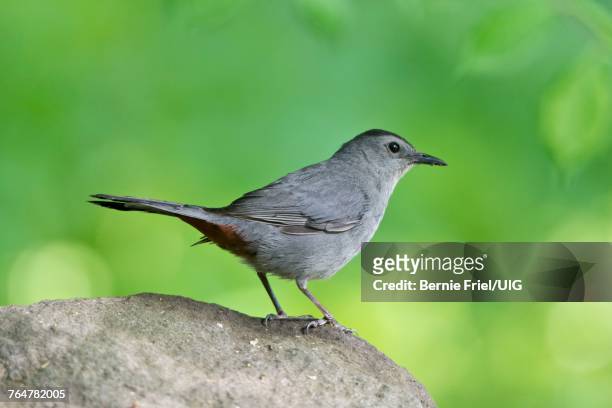 gray catbird perched on a rock - gray catbird stock pictures, royalty-free photos & images