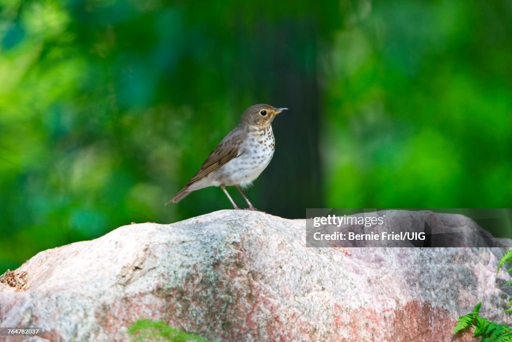 Swainsons Thrush Perched on a Rock