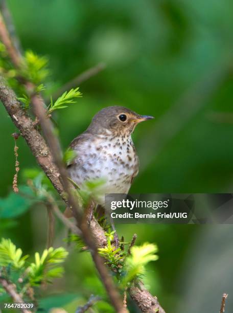 Swainsons Thrush Perched On A Bush High-Res Stock Photo