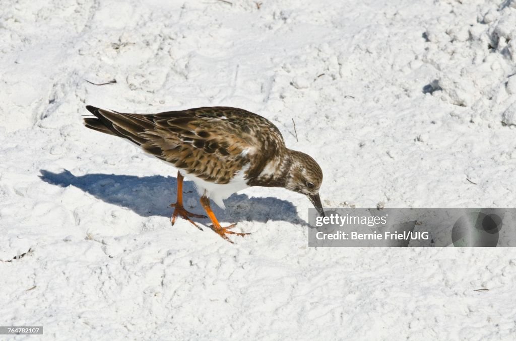 Florida, Sarasota, Crescent Beach Siesta Key, Ruddy Turnstone