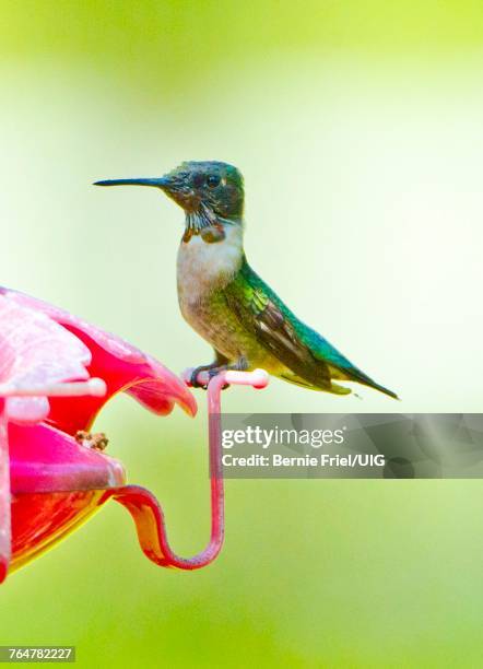 florida, immokalee, ruby-throated hummingbird - ruby throated hummingbird stock pictures, royalty-free photos & images