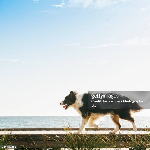 dog walking on windy boardwalk - coastal feature stock pictures, royalty-free photos & images