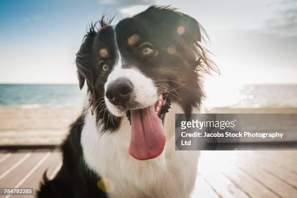 dog on windy boardwalk - soltanto un animale foto e immagini stock