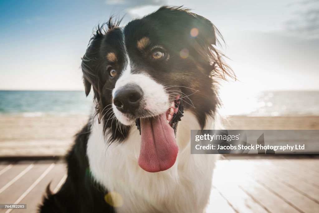 Dog on windy boardwalk