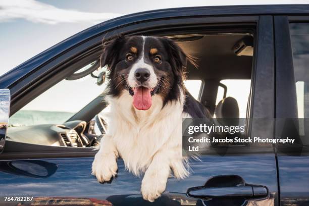 dog leaning out window of car - hijgen stockfoto's en -beelden