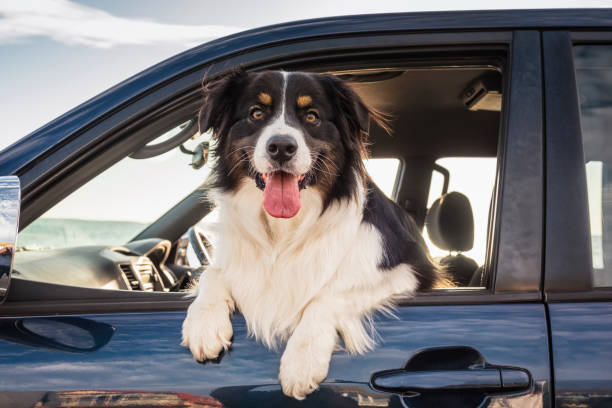 Border Aussie