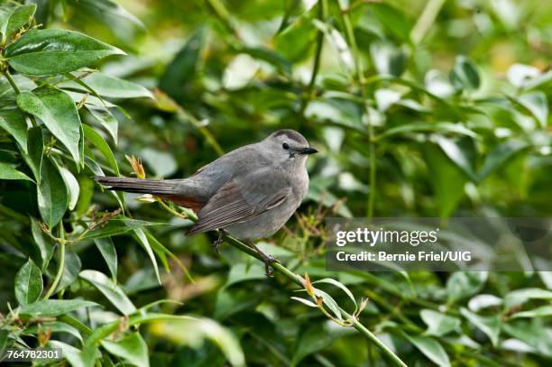 florida, immokalee, gray catbird - gray catbird stock pictures, royalty-free photos & images