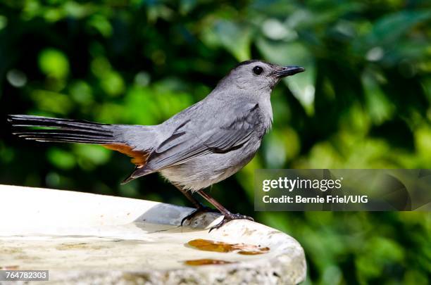 florida, immokalee, gray catbird - gray catbird stock pictures, royalty-free photos & images