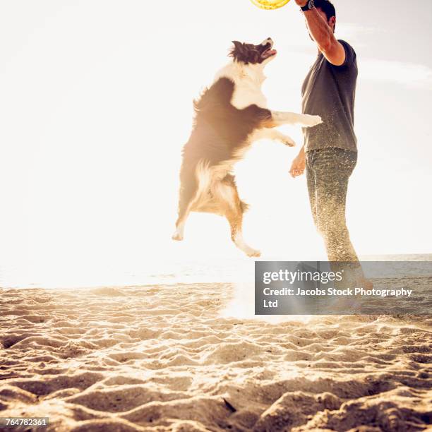 caucasian man playing with dog at beach - jumping australia stock-fotos und bilder