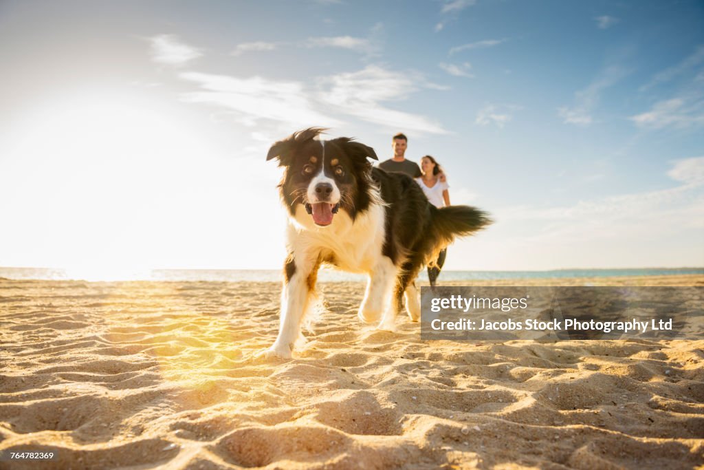 Dog running on beach near Caucasian couple