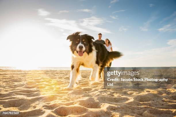 dog running on beach near caucasian couple - couple running on beach stock pictures, royalty-free photos & images