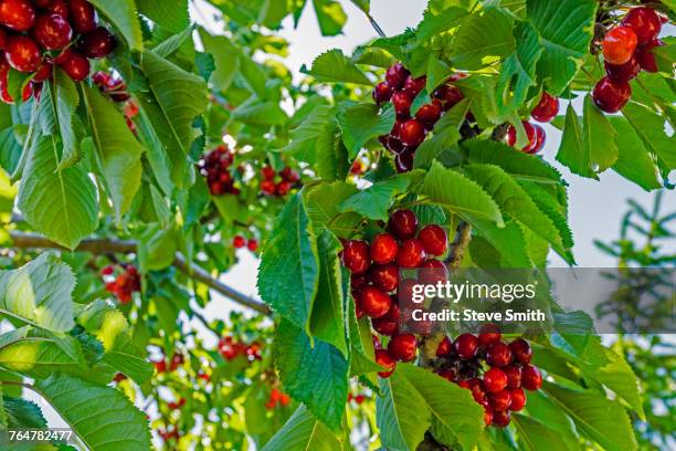 cherries on tree branch - cerejeira árvore frutífera - fotografias e filmes do acervo