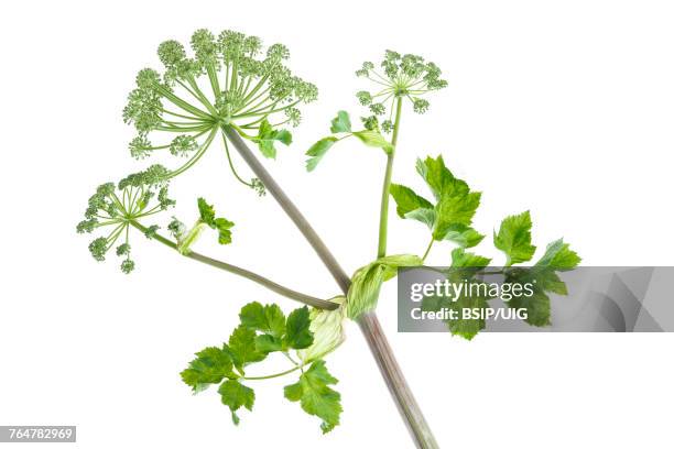 angelica - angelica stock pictures, royalty-free photos & images