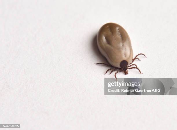 engorged female blacklegged deer tick on white paper top view - tique à pattes noires photos et images de collection