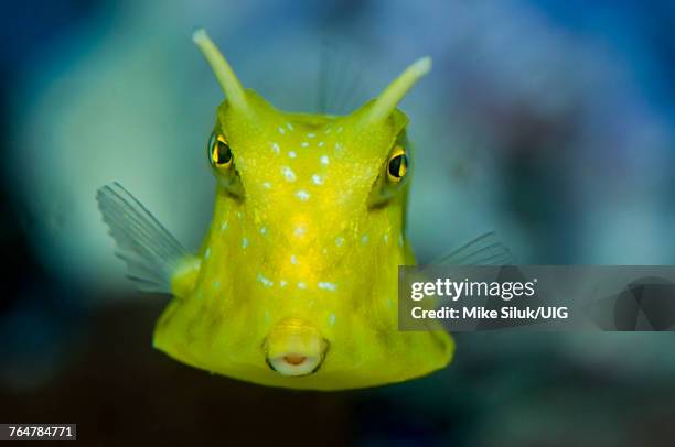 longhorn cowfish close up - longhorn cowfish stock pictures, royalty-free photos & images