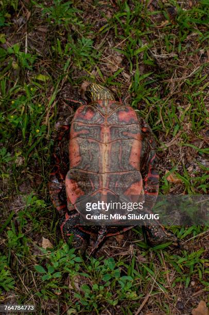 western painted turtle showing the plastron. - emídidos fotografías e imágenes de stock