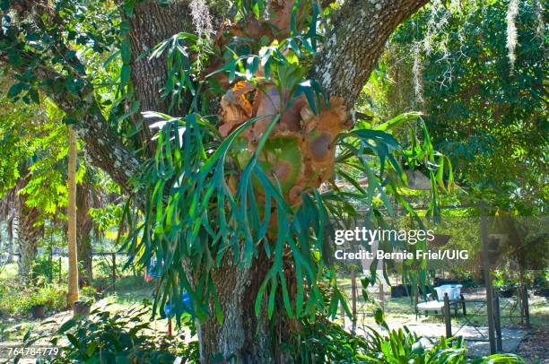 florida, immokalee, staghorn fern - elkhorn fern stock pictures, royalty-free photos & images