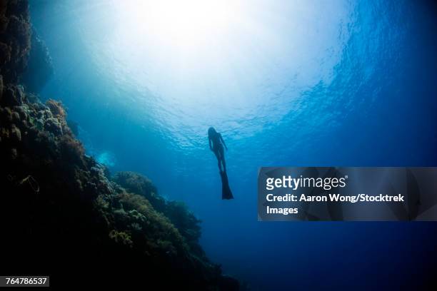 free diver rising from the deep in the banda sea, indonesia. - free diving stock pictures, royalty-free photos & images