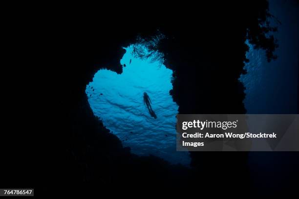 snorkeler exploring heart-shaped reef in banda sea, indonesia. - free diving stock pictures, royalty-free photos & images