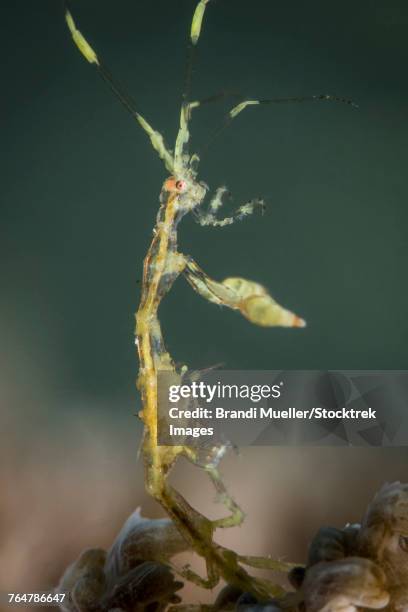 skeleton shrimp in north sulawesi, indonesia. - amphipod stock pictures, royalty-free photos & images