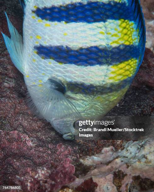 indo-pacific sergeant fish tending its eggs. - indo pacific ocean stock-fotos und bilder