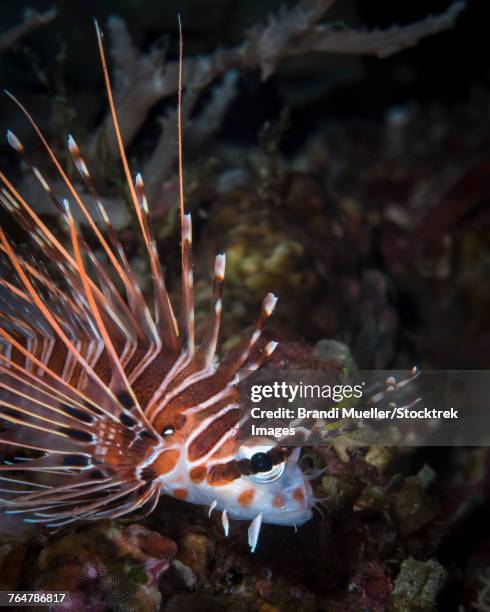 lionfish in north sulawesi, indonesia. - pterois radiata stock pictures, royalty-free photos & images