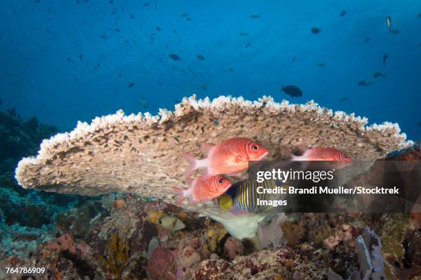 squirrelfish on the reef in komodo national park, indonesia. - royal angelfish stock pictures, royalty-free photos & images