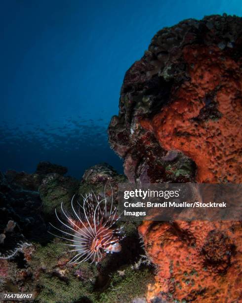 lionfish on the reef in komodo national park, indonesia. - zebravis stockfoto's en -beelden