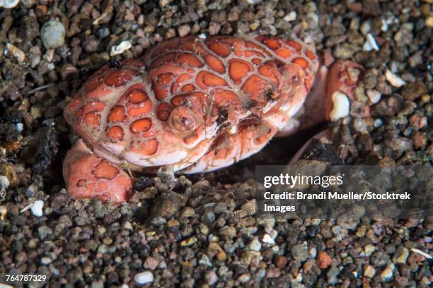 Splendid Demon Crab In Komodo National Park Indonesia High-Res