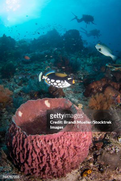 a clown triggerfish near a spawning barrel sponge on the reef in komodo national park, indonesia. - clown triggerfish stock pictures, royalty-free photos & images