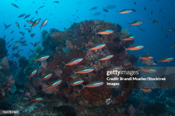 bluestreak fusilier school in komodo national park, indonesia. - pterocaesio tile stock pictures, royalty-free photos & images