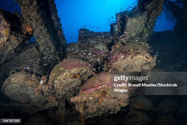 land mines on the san francisco maru shipwreck, truk lagoon, micronesia. - undersea mines stock pictures, royalty-free photos & images