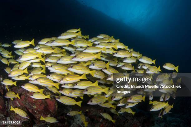 school of bluestripe snapper in the maldives. - lutjanus kasmira stock pictures, royalty-free photos & images