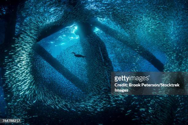 a cormorant swims through baitfish under the oil rigs in southern california. - cormorant stock pictures, royalty-free photos & images