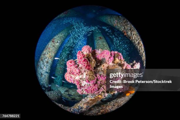Column Fish 43 Water Column Fish Stock Photos, High-Res Pictures, and Images ...