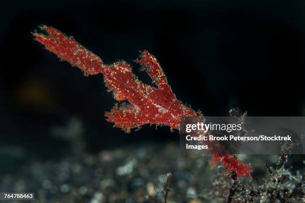 robust ghost pipefish, lembeh strait, indonesia. - robust ghost pipefish stock pictures, royalty-free photos & images