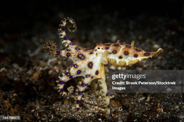 blue ringed octopus hunting, lembeh strait, indonesia. - blue ringed octopus stock pictures, royalty-free photos & images