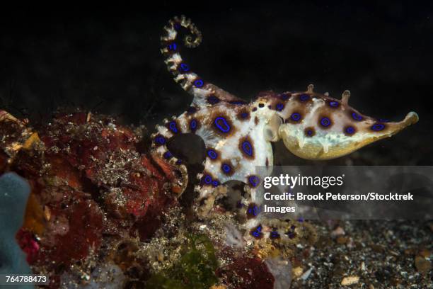 blue ringed octopus moving through the water column, lembeh strait, indonesia. - blue ringed octopus stockfoto's en -beelden