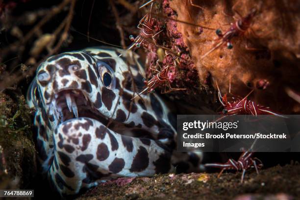 Cleaner Fish Stock Fish Cleaner Shrimp Photos and Premium High Res Pictures - Getty Images