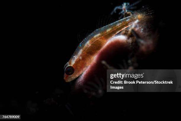 Goby Fish Translucent Transparent Goby Photos and Premium High Res Pictures - Getty Images