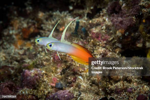 fire darts hover above their den which is a hole in the sand, anilao, philippines. - firefish goby stock pictures, royalty-free photos & images
