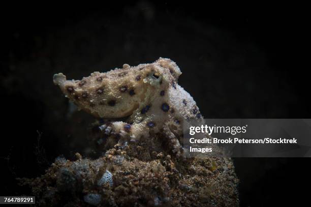 a blue ringed octopus settles on a sandy outcropping, anilao, philippines. - blue ringed octopus stockfoto's en -beelden