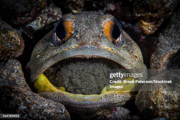 Fish Brooding 43 Fish Mouth Brooding Stock Photos, High-Res Pictures, and Images ...
