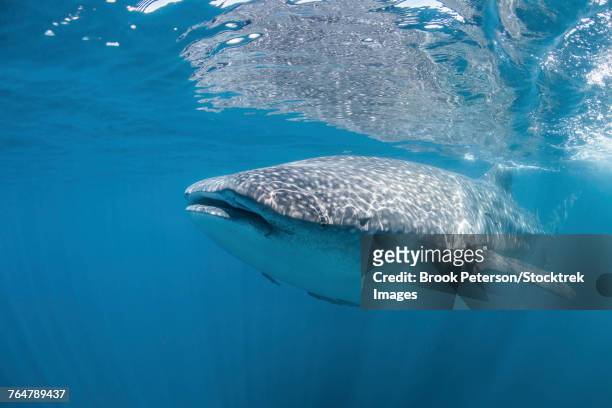 whale shark, sea of cortez, mexico. - micrófago filtrador fotografías e imágenes de stock