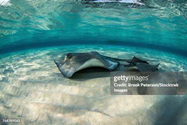 Samll Stringray 33 Small Stingrays Stock Photos, High-Res Pictures, and Images - Getty ...