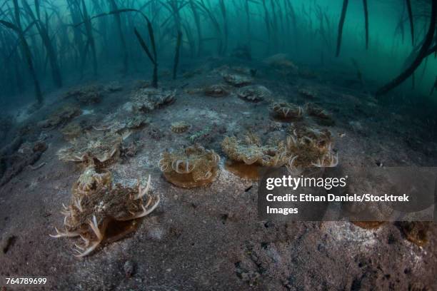 upside-down jellyfish lay on the seafloor of a mangrove forest in komodo national park. - upside down jellyfish bildbanksfoton och bilder