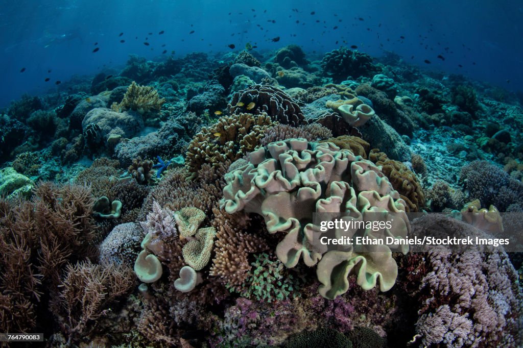 A beautiful and healthy coral reef grows in Komodo National Park, Indonesia.