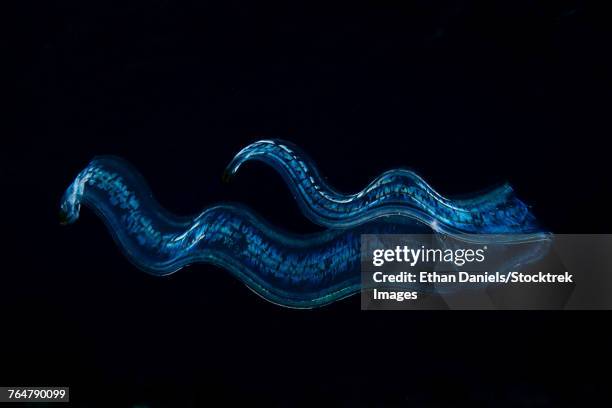 an irridescent venus girdle drifts in dark water, komodo national park. - comb jelly stock pictures, royalty-free photos & images