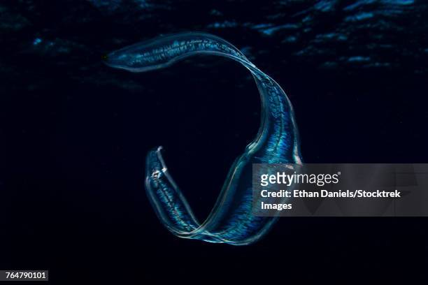 an irridescent venus girdle drifts in dark water, komodo national park. - comb jelly stock pictures, royalty-free photos & images