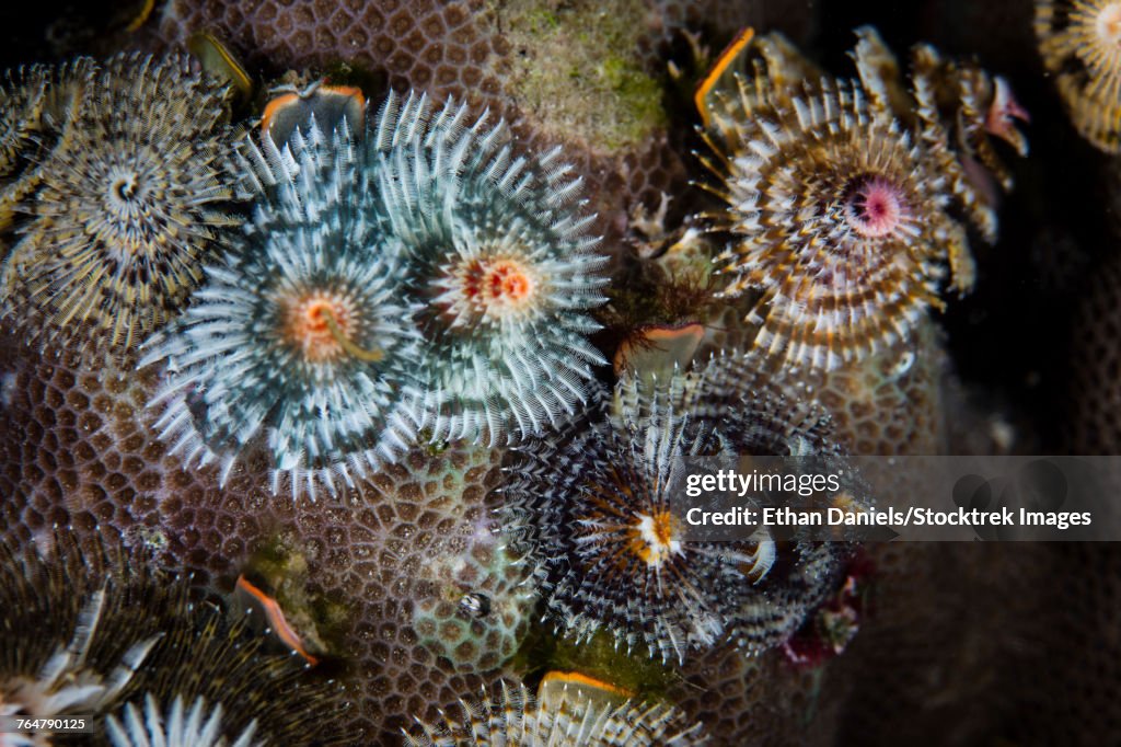 A collection of colorful Christmas tree worms grow on a reef in Komodo National Park.